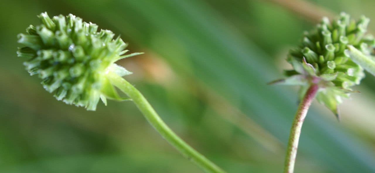 Succisella 5