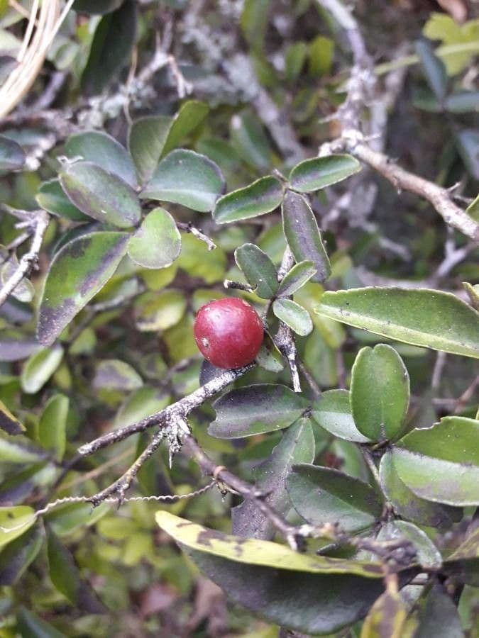 Triphasia trifogliata 4