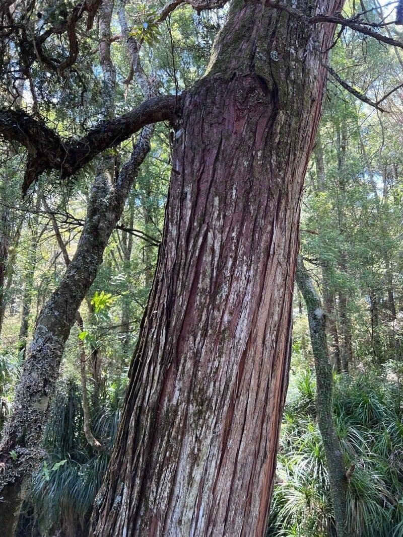 Podocarpus totara 11
