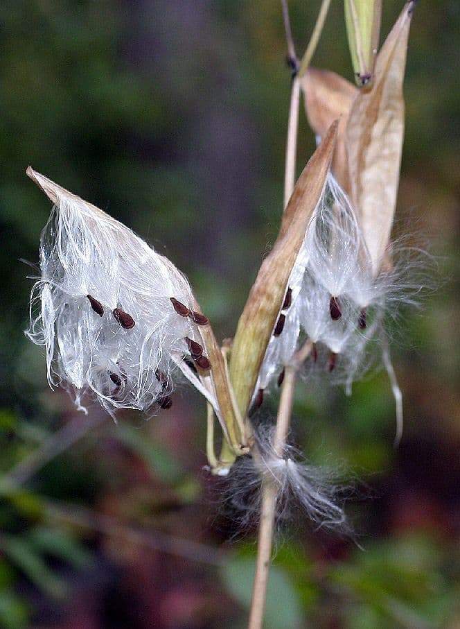 Asclepiade incarnata 4