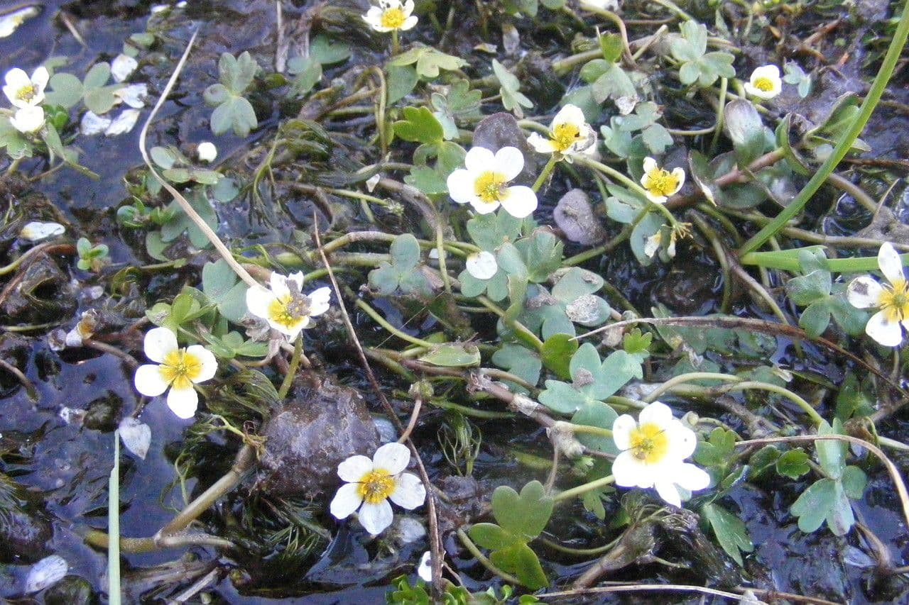 Ranuncolo acquatico 11