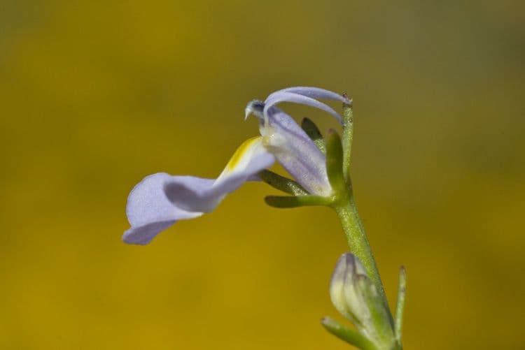 Toothed calicoflower 4