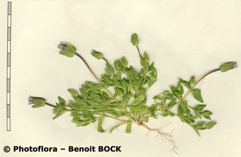 Comastoma tenellum 16