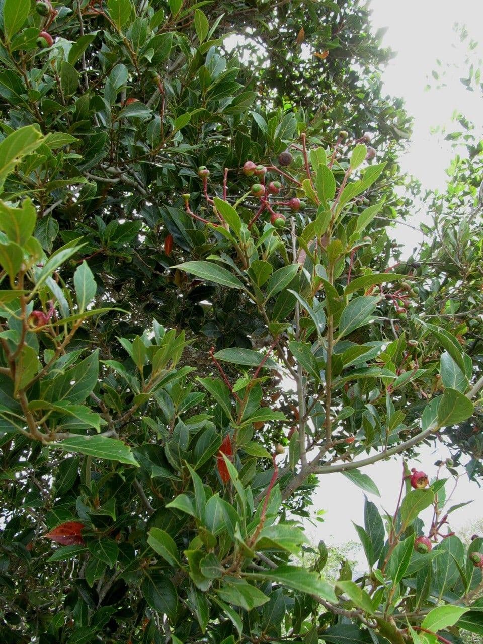 Nectandra 7