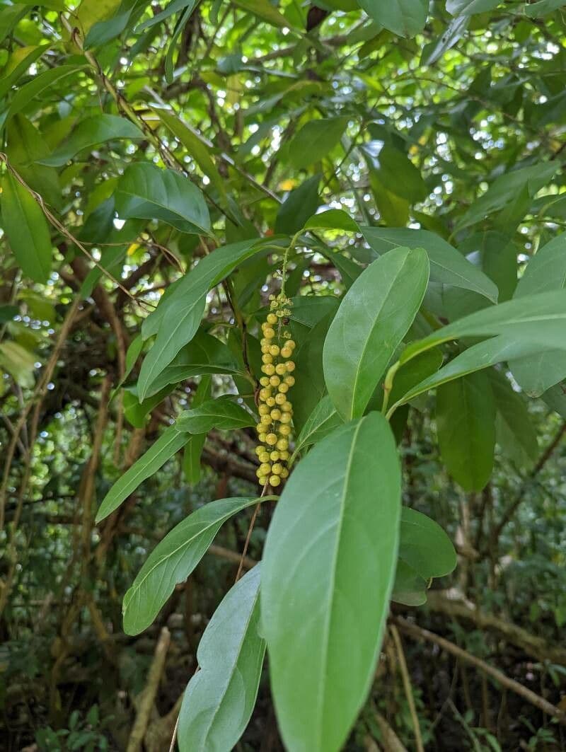 Citharexylum 5