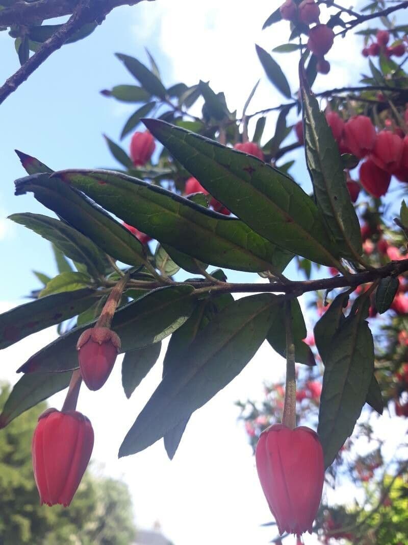 Crinodendron 13