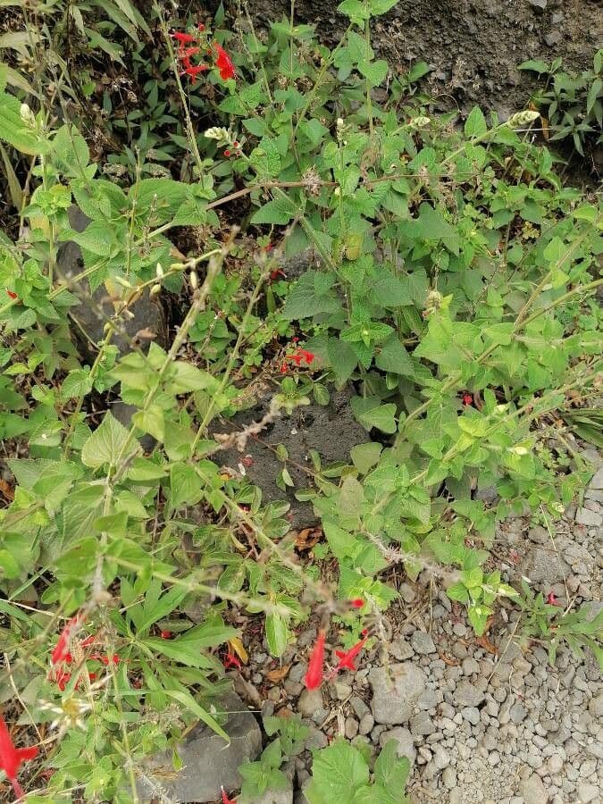 Salvia scarlatta 16