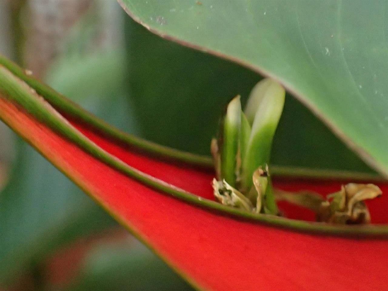 Fiore pappagallo 15