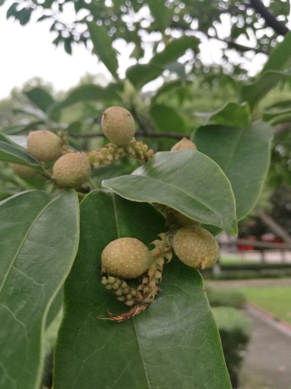 Magnolia 2