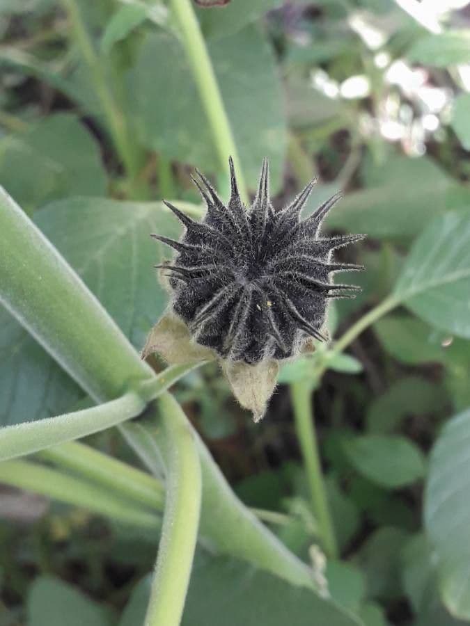 Abutilon di Teofrasto 5