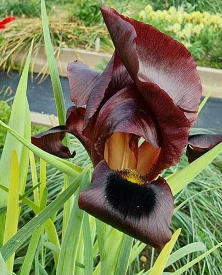 Iris