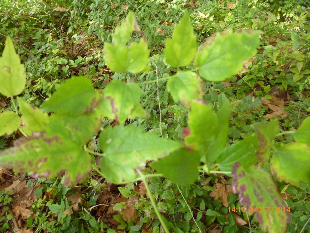 Clematítide 28