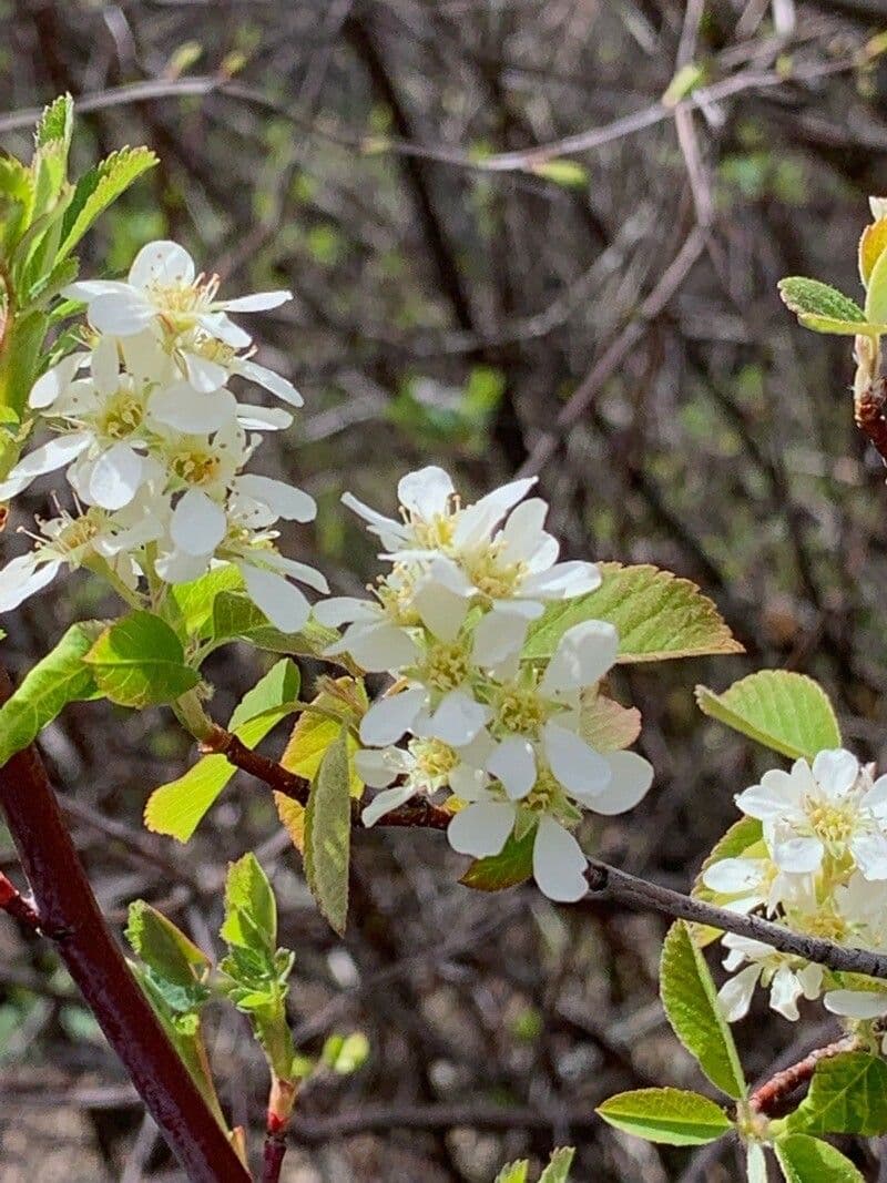 Amelanchier 10