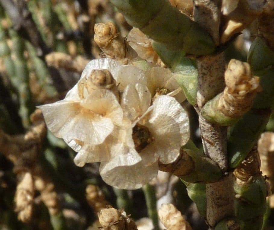 Anabasis articolata 4