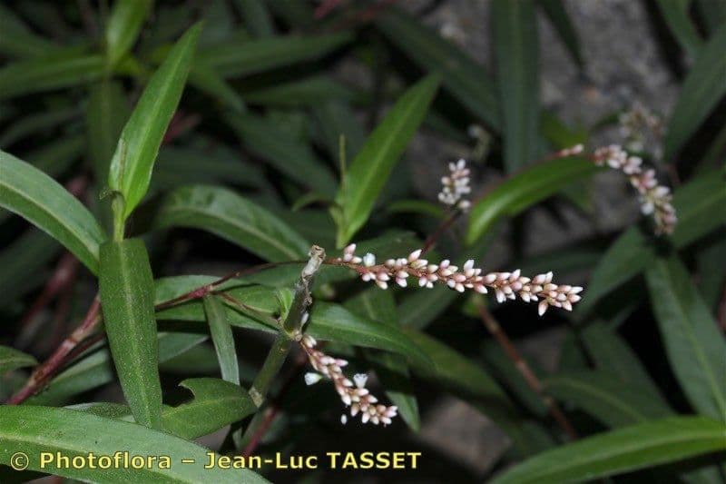 Persicaria ingannevole 14