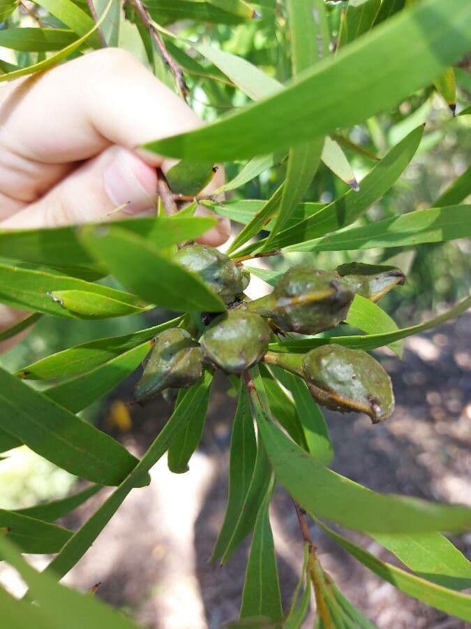Weidenblättrige Hakea 5