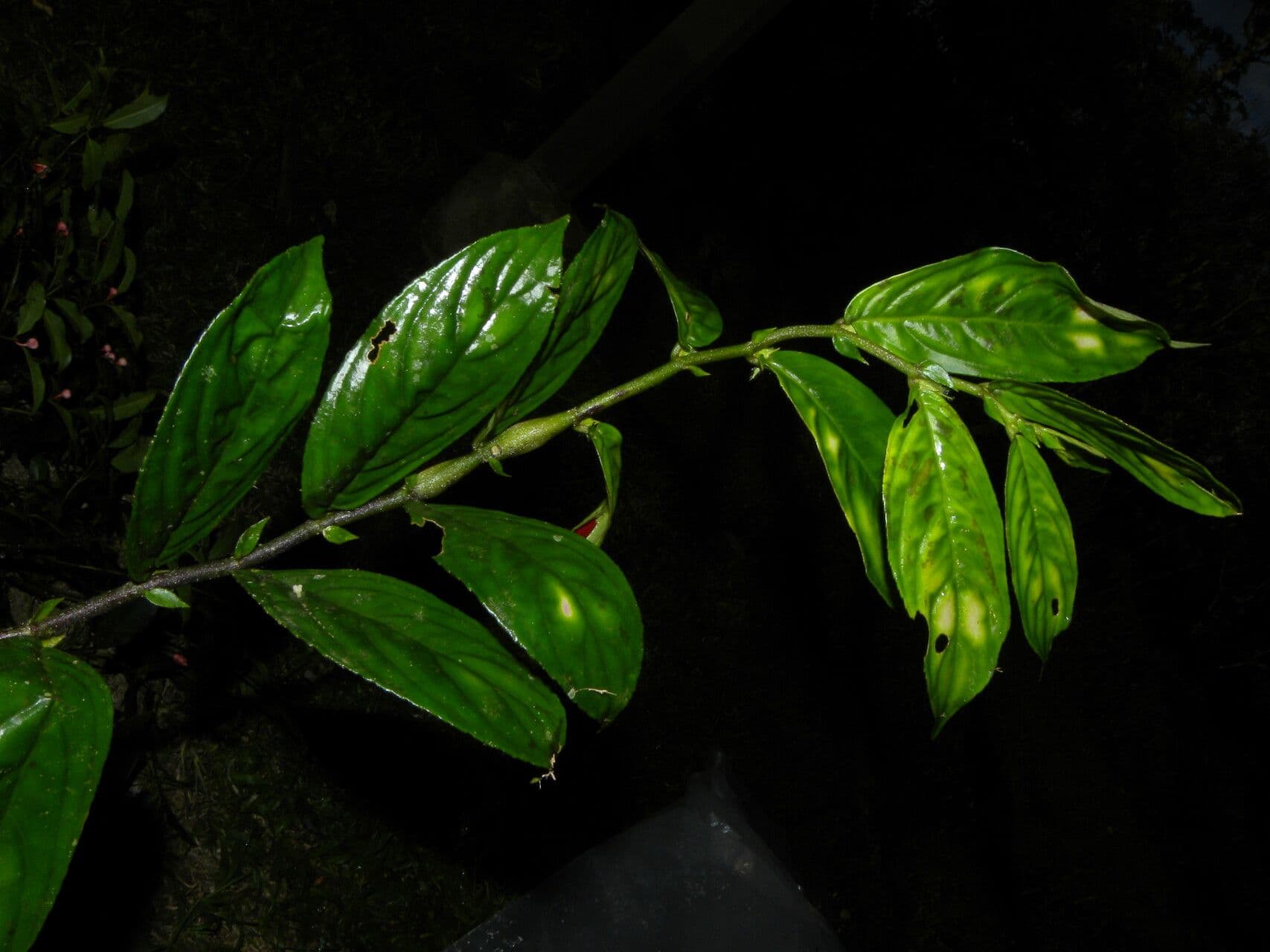 Columnea 11
