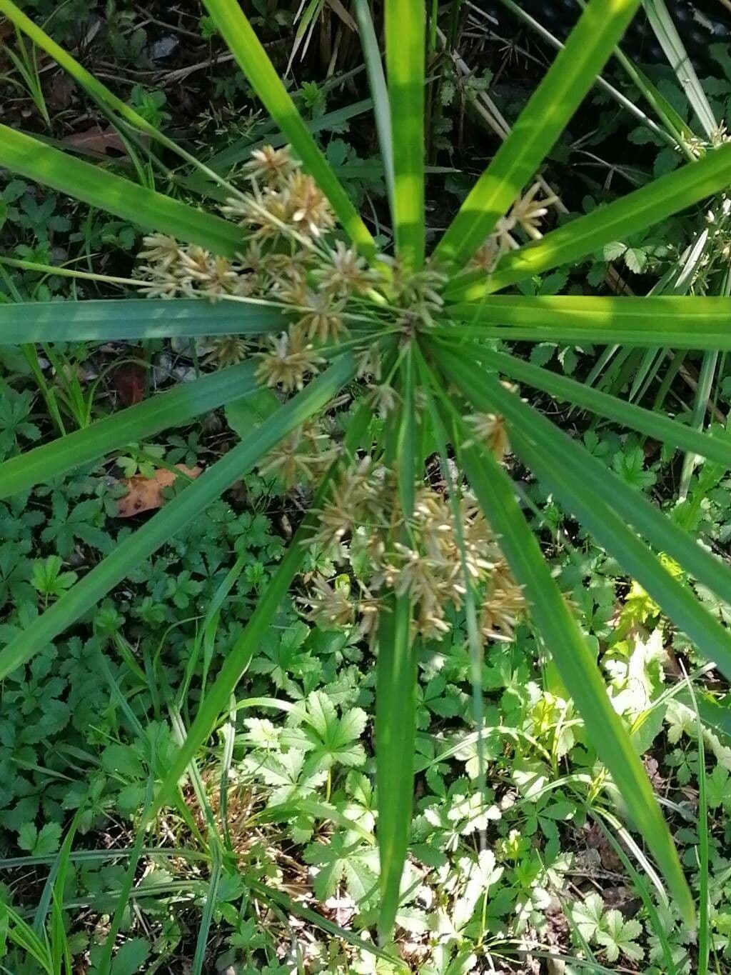 Zigolo involucrato