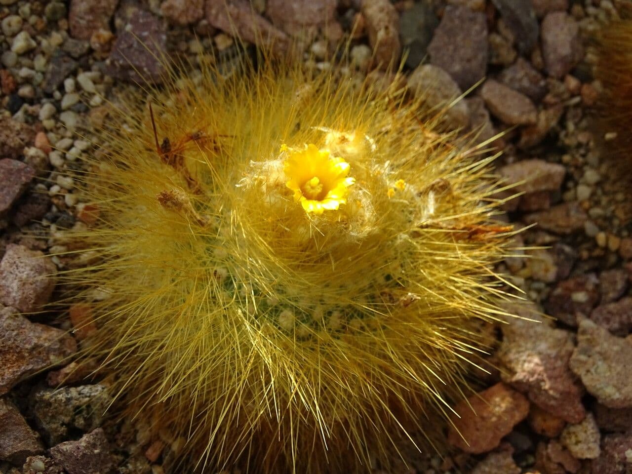 Parodia chrysacanthion