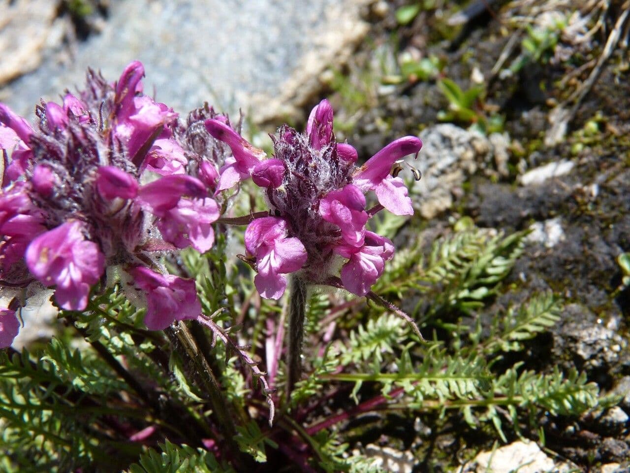 Pedicularis rosea 4
