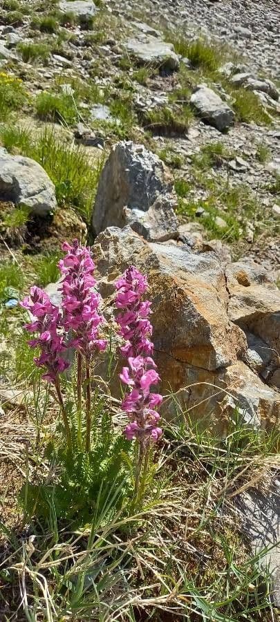 Pedicularis rostratospicata 3