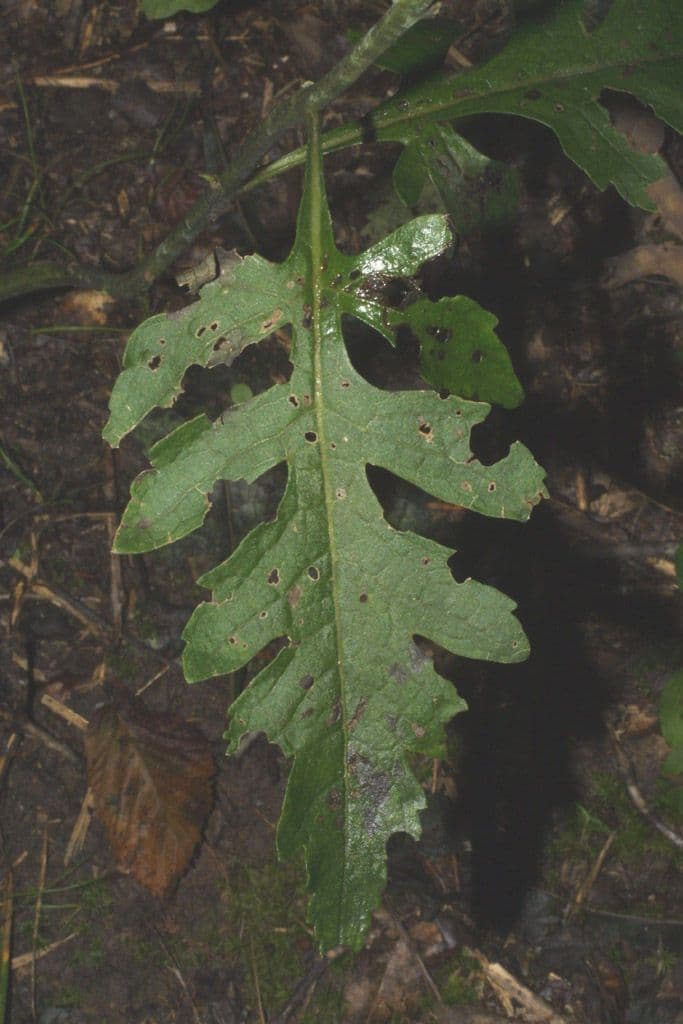 Aureolaria 14