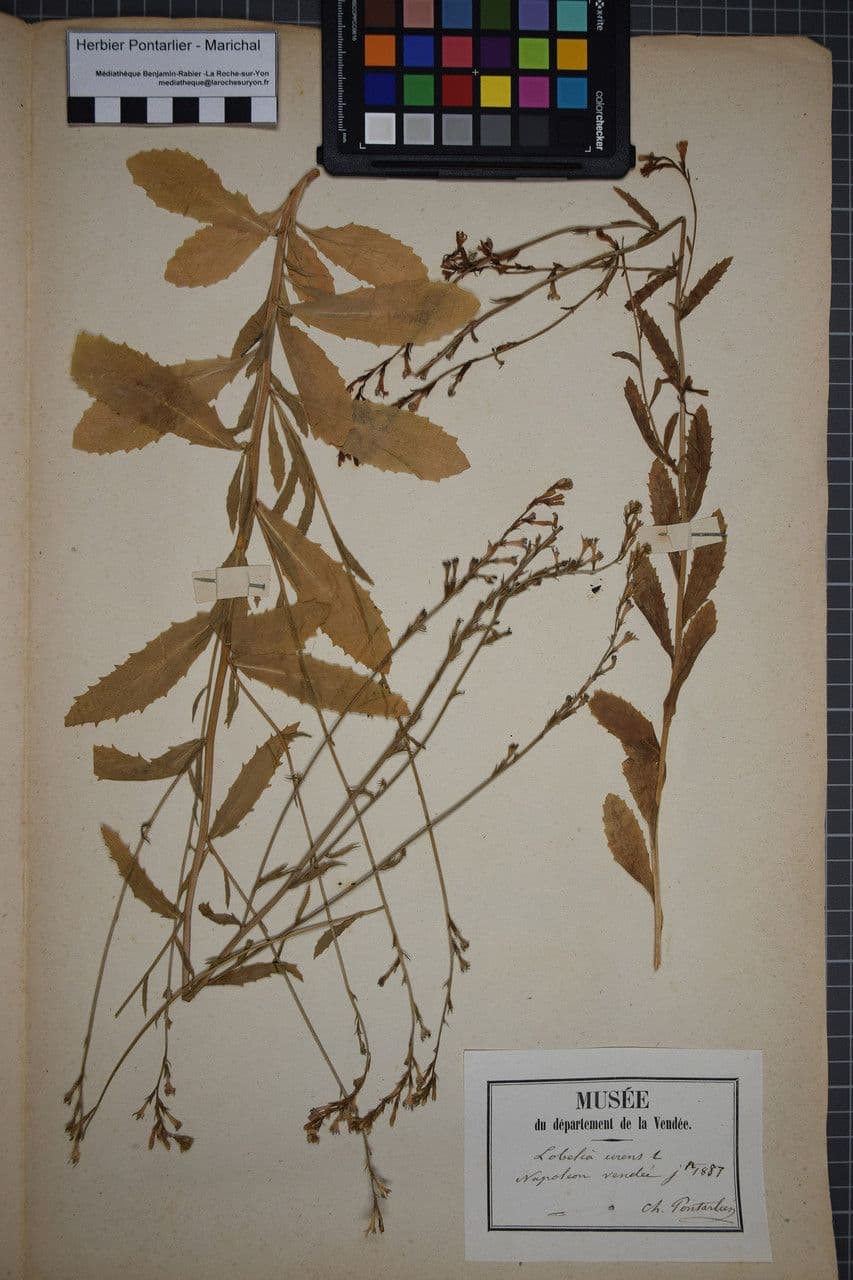 Lobelia urens 21