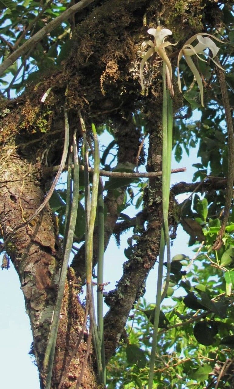 Brassavola 13