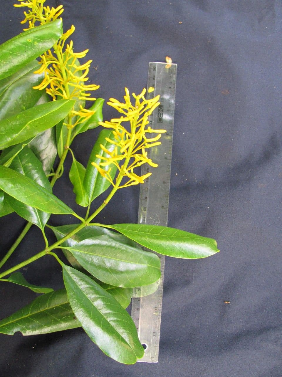 Vochysia guatemalensis 18