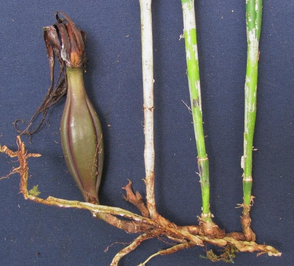 Brassavola