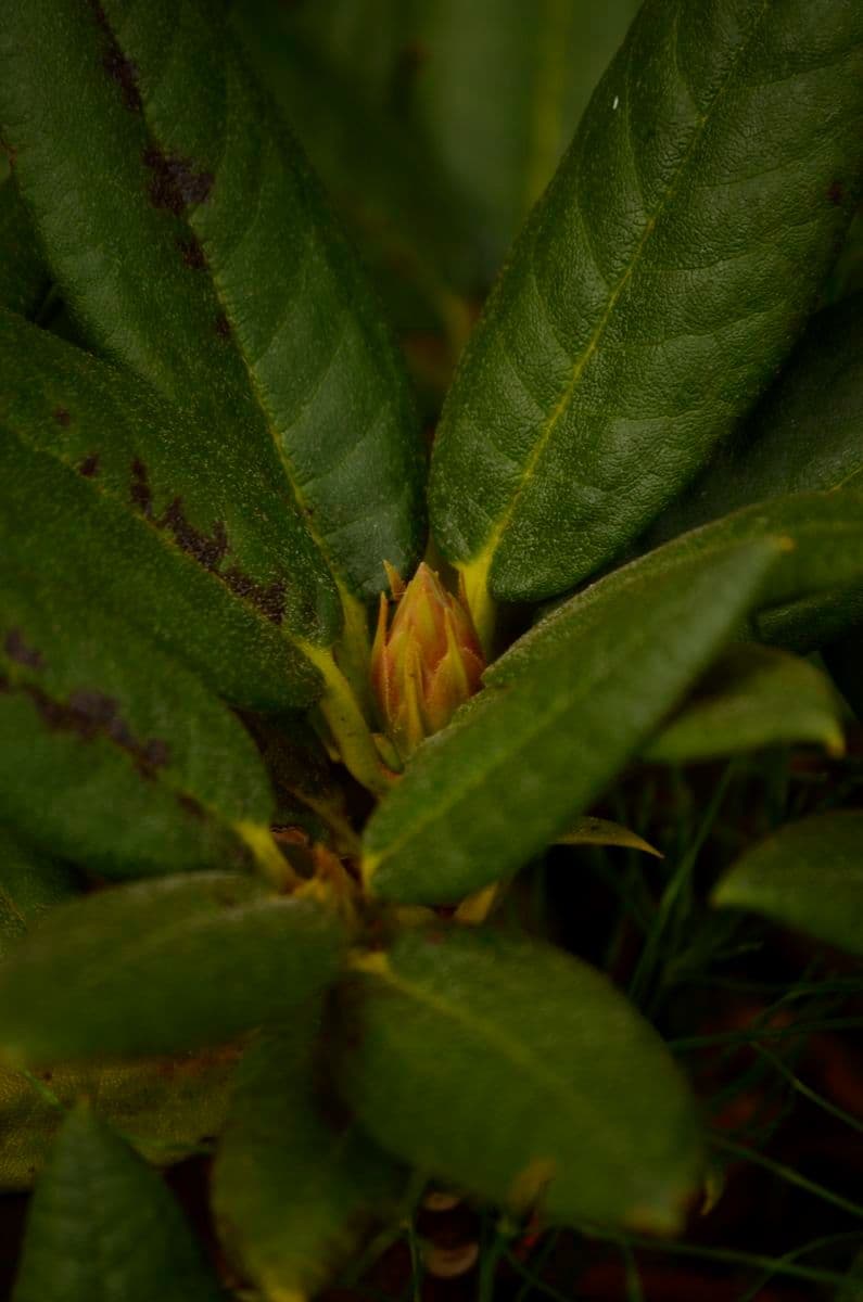 Rododendro 13