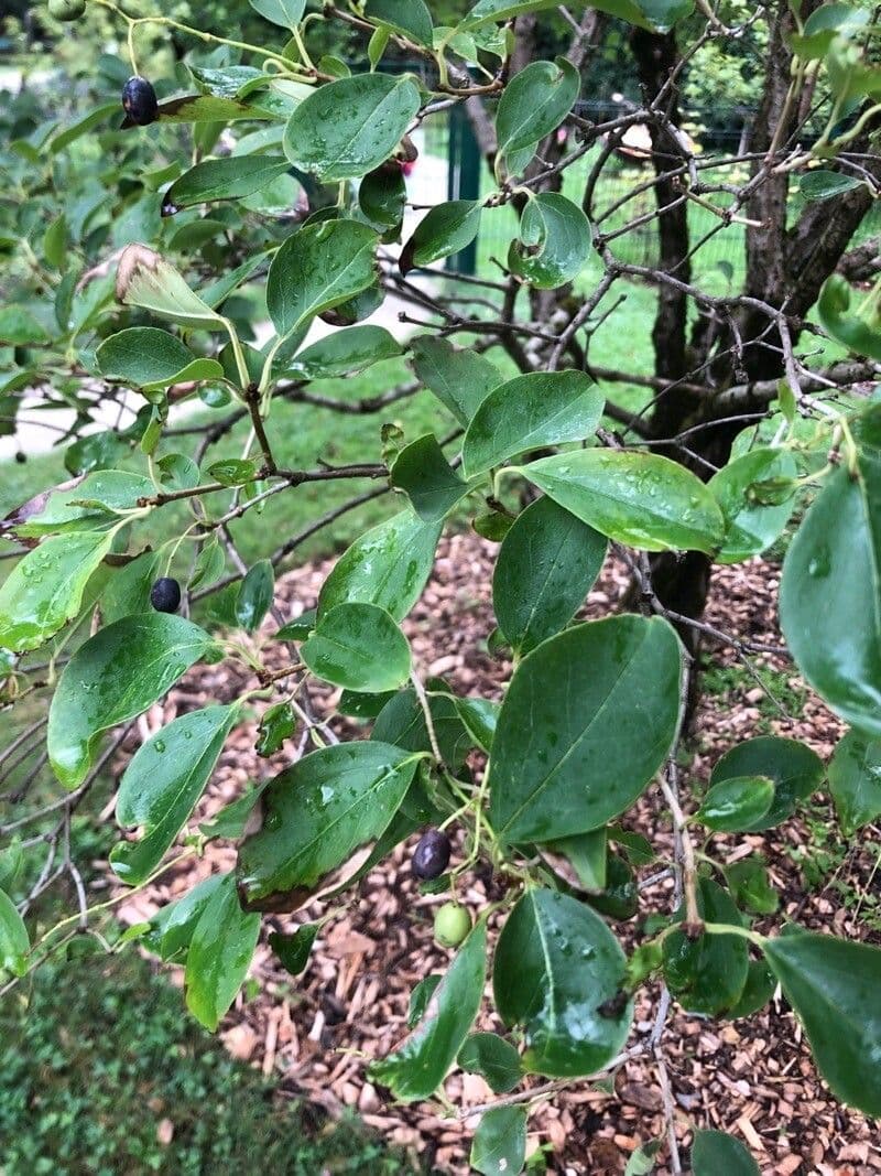 Árbol de las barbas 12