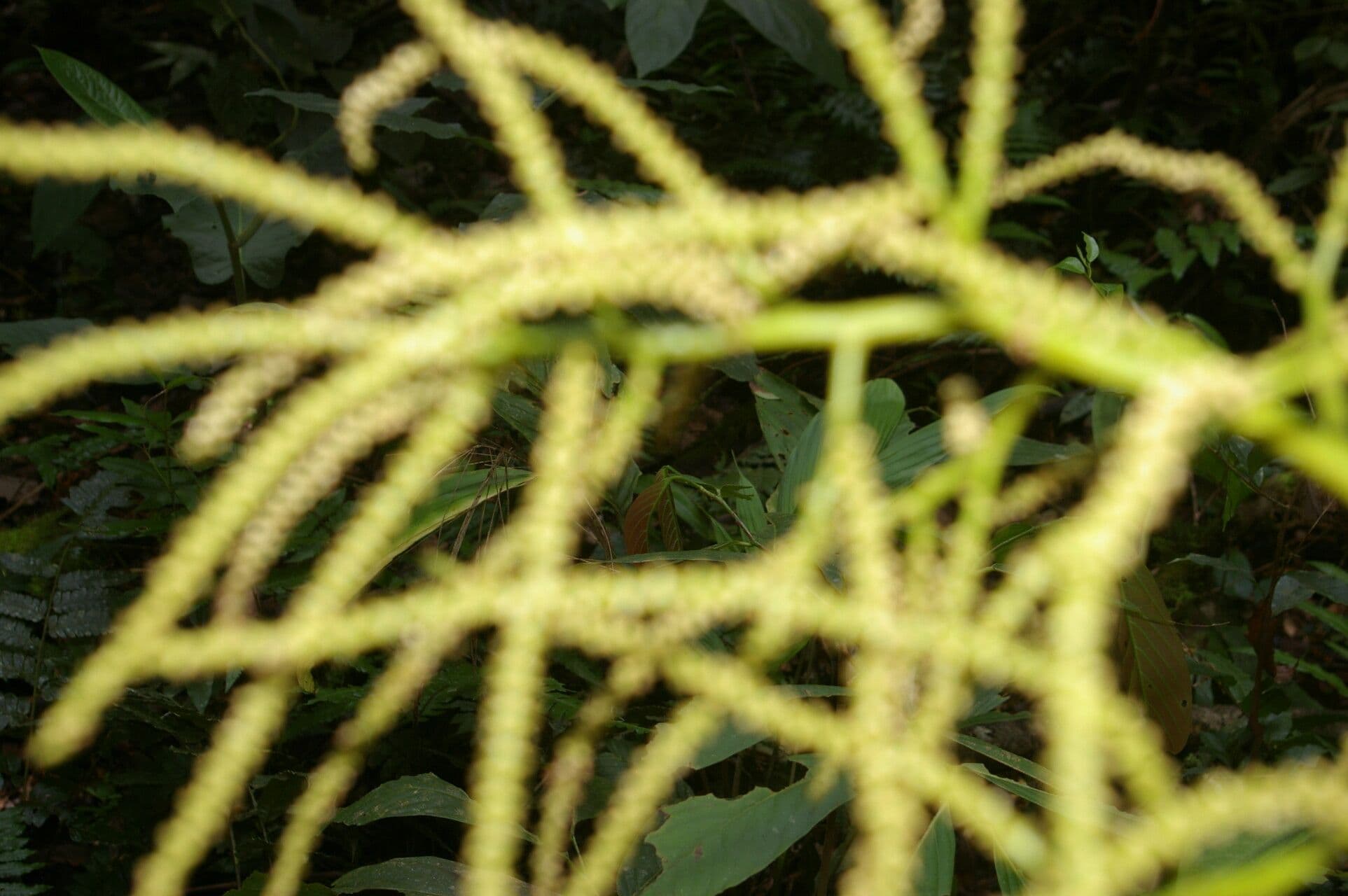 Ubim-Palme 11