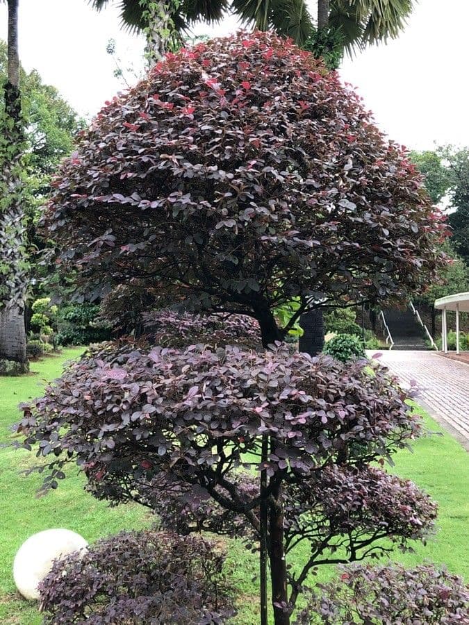 Loropetalum cinese 14