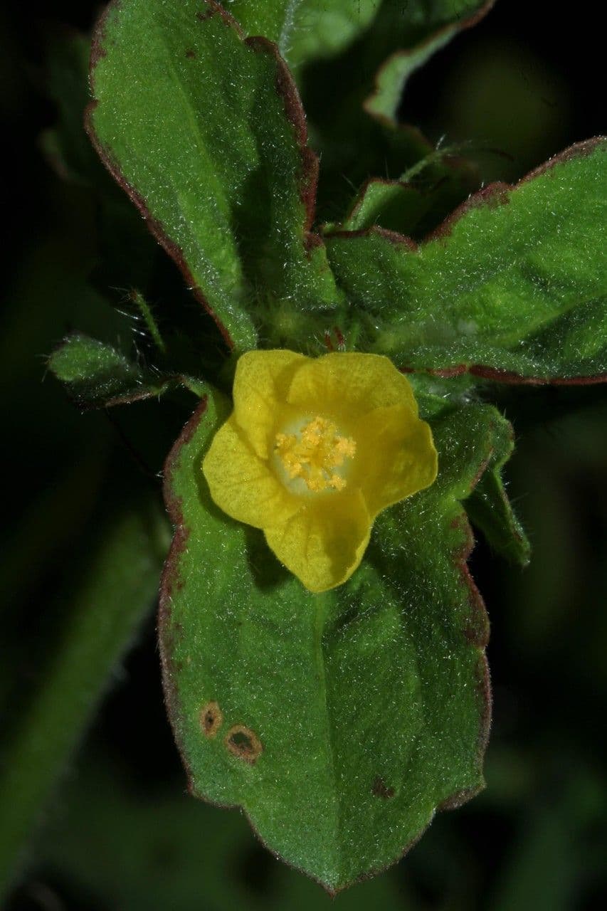 Malachra 2
