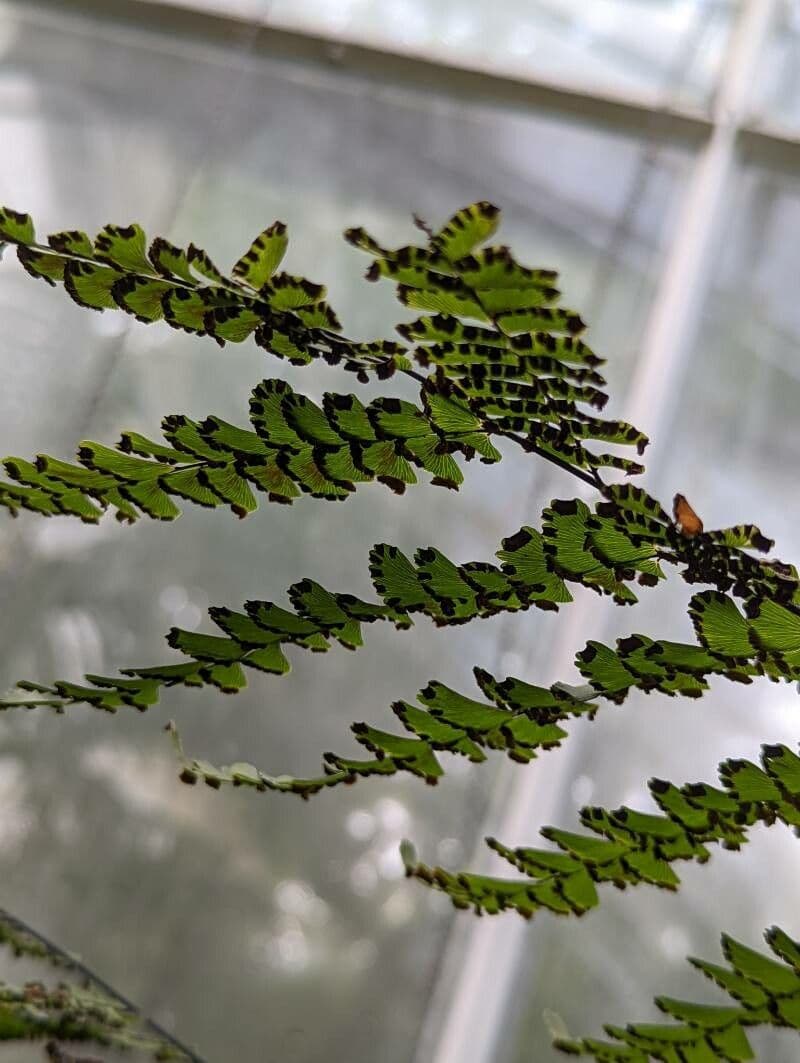 Helecho culantrillo 2