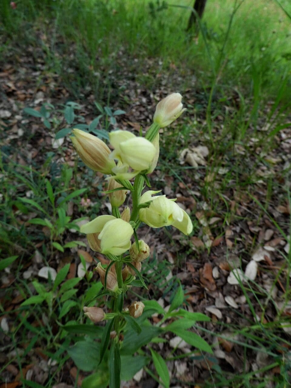 Cefalantera pallida 14