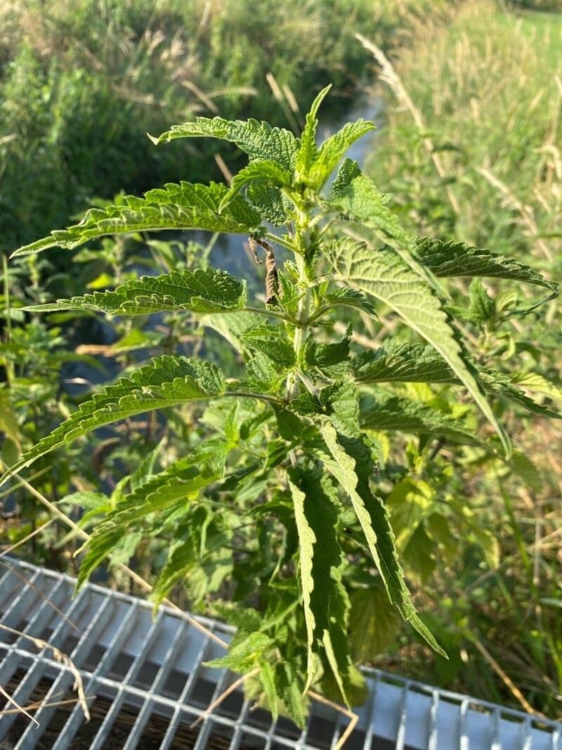 Verbena orticifolia 16