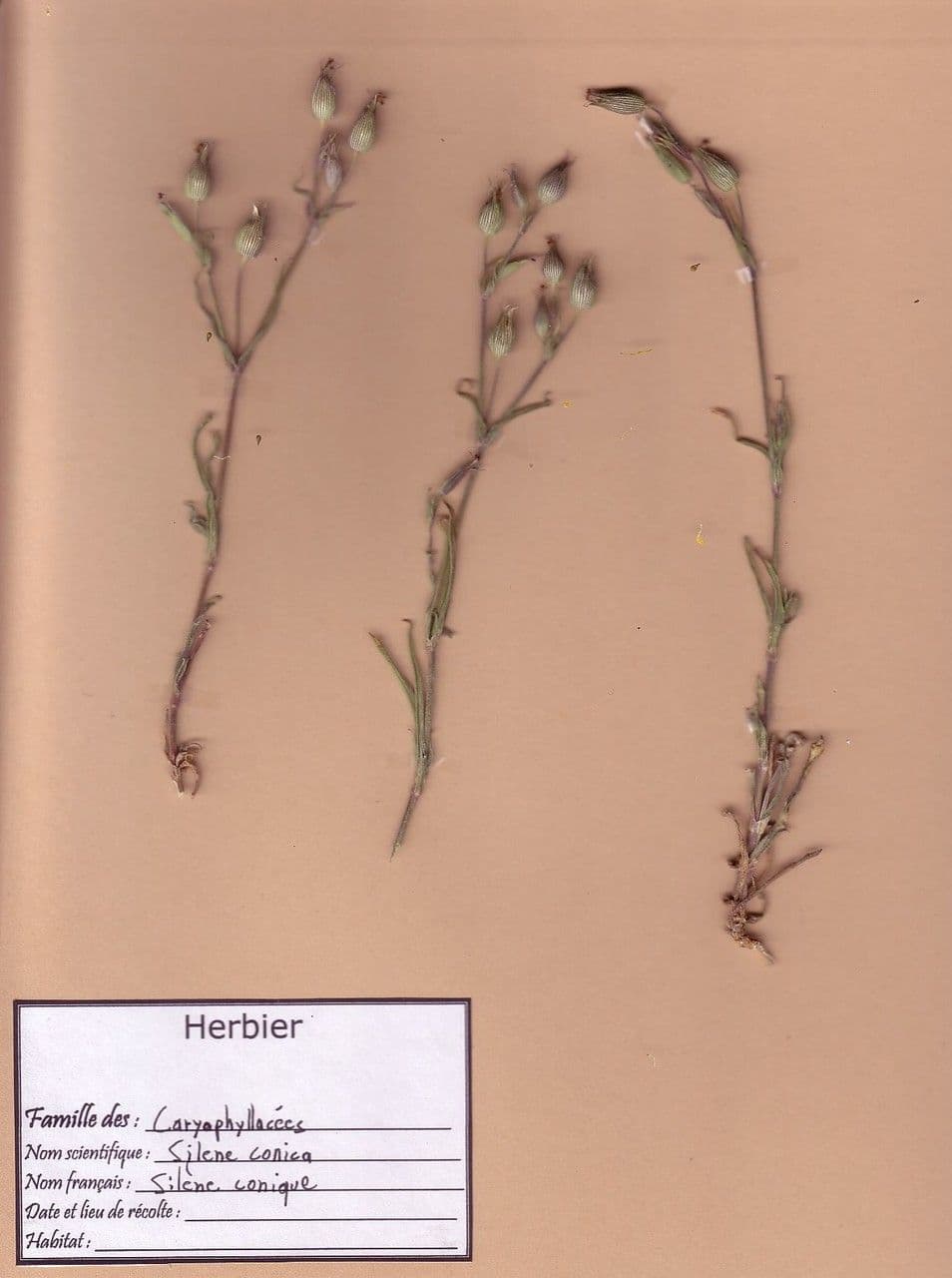Silene conica 23