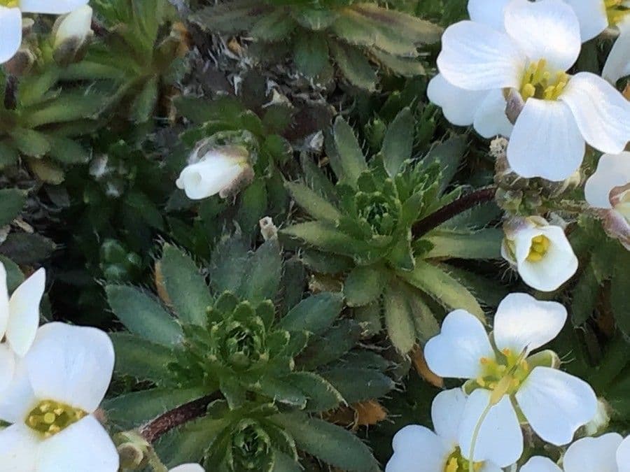 Draba dedeana 8