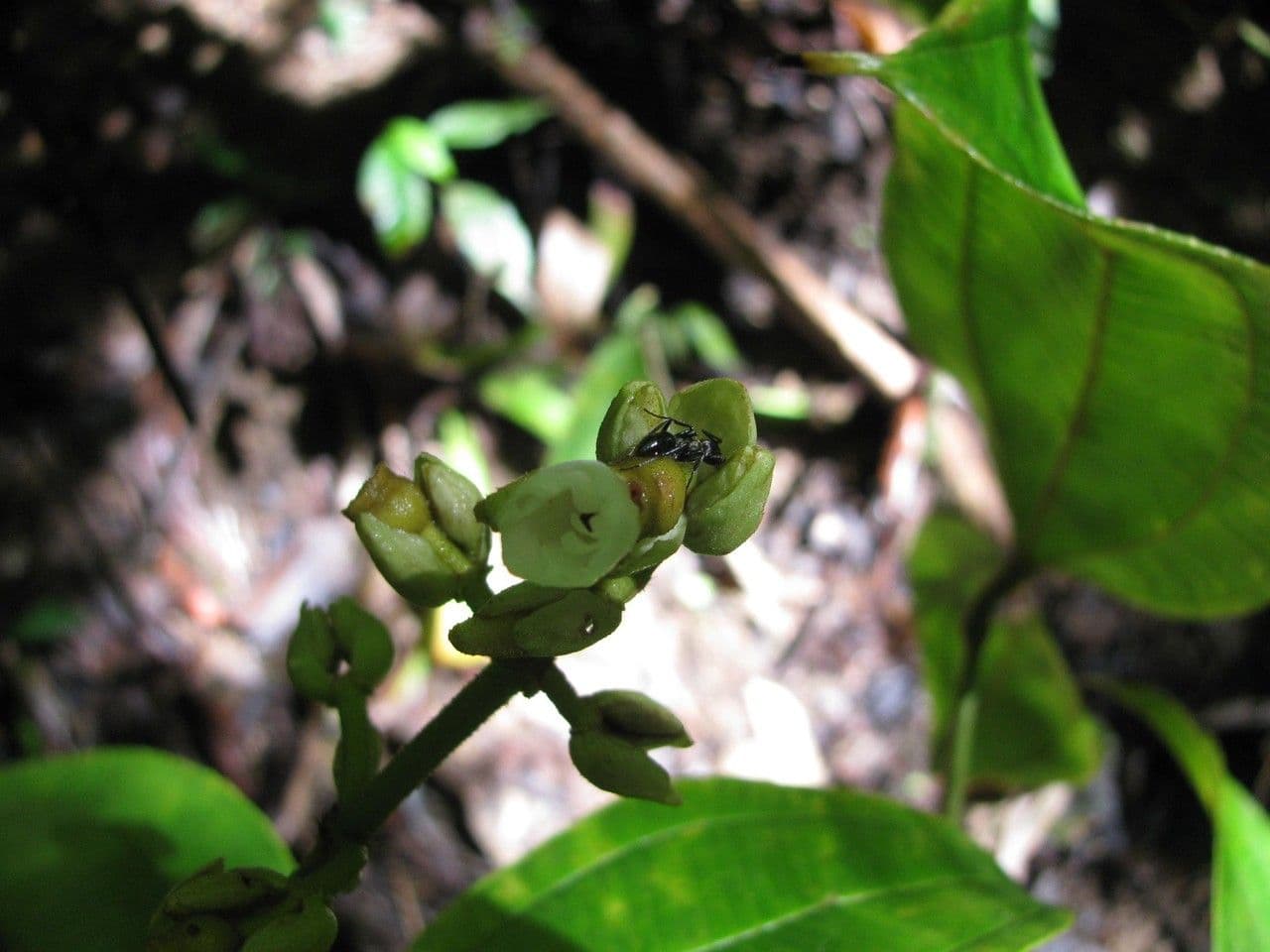 Miconia 10
