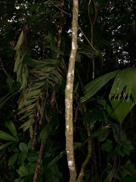 Cissus dwulistny 19