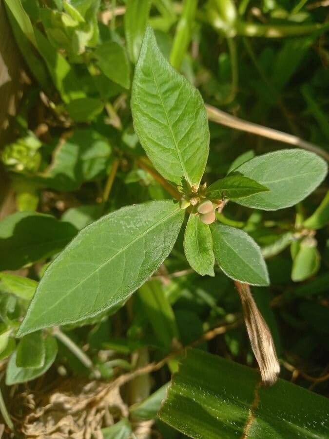 Lechero 18