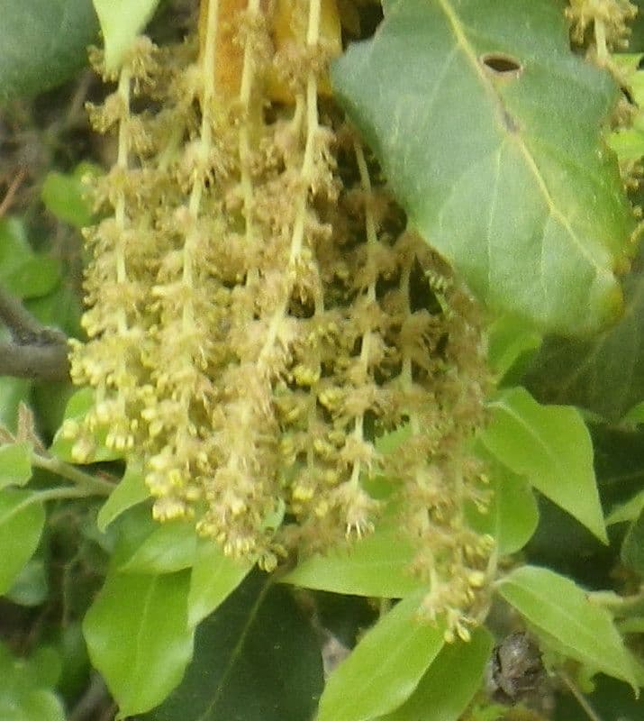 Sughera 7