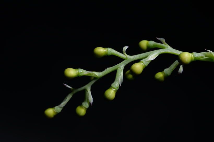 Kleinblütiges Erdrauch