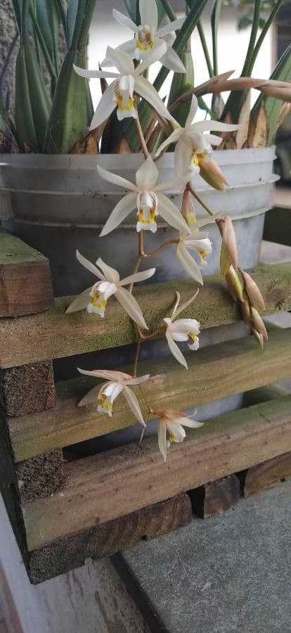 Coelogyne flaccida 6