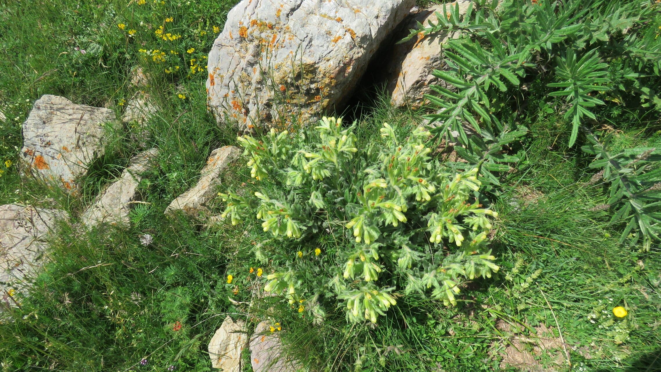 Onosma 14