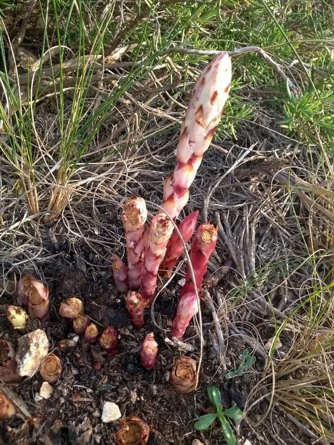 Orobanche del ginestrone 24