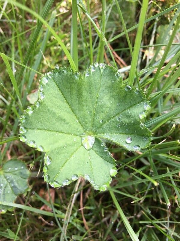 Alchemilla comune 16