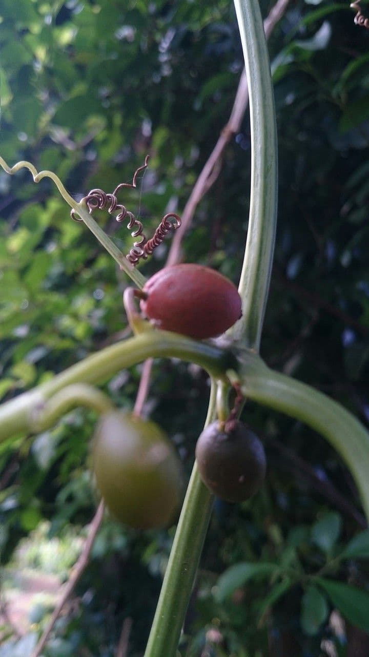 Cayaponia